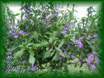 Spring Photograph 47